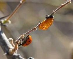 Coccinella septempunctata