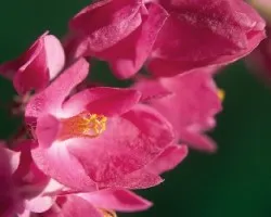 Antigonon leptopus