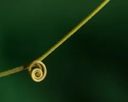 Antigonon_leptopus