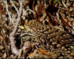 Camuflaje Aplicado