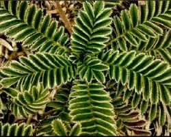 Verde Espigoso