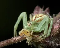 Thomisus onustus
