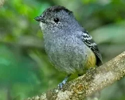 Thamnophilus caerulescens
