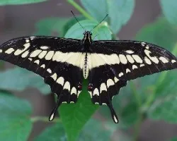 Mariposa 