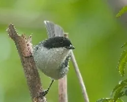 Poospiza melanoleuca
