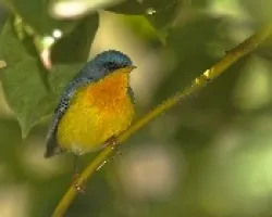 Parula Pitiayumí