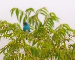Tersina viridis