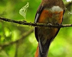 Trogon aurantiiventris