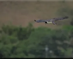 Buteo brachyurus