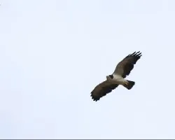Buteo brachyurus
