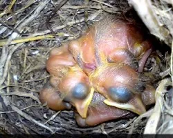 Turdus grayi