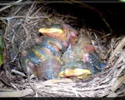 Turdus grayi