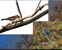 Guiraca caerulea