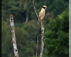 halcon