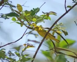 Dendroica petechia