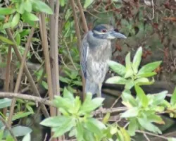 Nyctanassa violacea