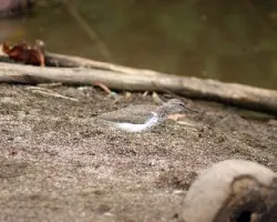 Actitis macularia