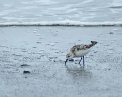 Calidris alba