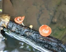 Cookeina speciosa