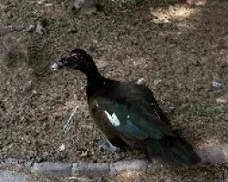 Cairina moschata