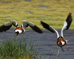 Tadorna tadorna