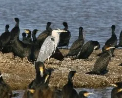 Ardea cinerea