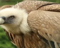 Gyps fulvus