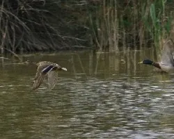 Anas platyrhynchos