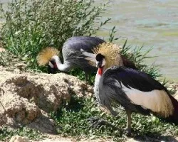 Balearica regulorum