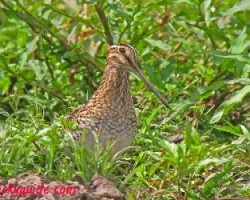 Gallinago delicata