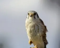 Falco sparverius