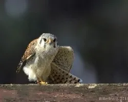 Falco sparverius