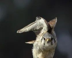 Falco sparverius