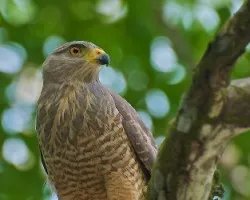 Buteo magnirostris