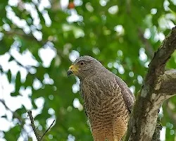 Buteo magnirostris