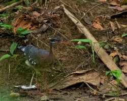 Eurypyga helias