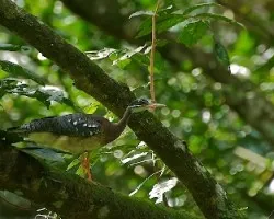 Eurypyga helias