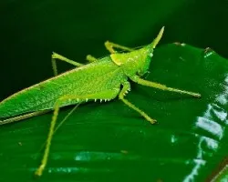 Macro 2