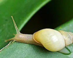 Macro 5
