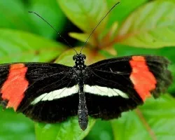 Mariposa 4
