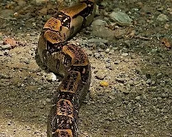 Boa constrictor