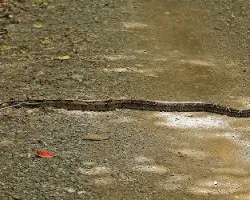 Boa constrictor