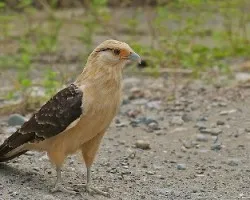 Milvago chimachima