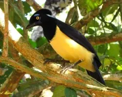Cyanocorax chrysops