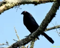 Molothrus oryzivora