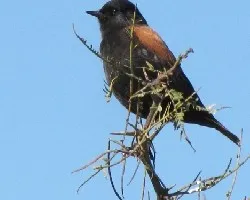 Lessonia rufa