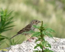 Phrygilus alaudinus