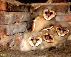 Tyto alba