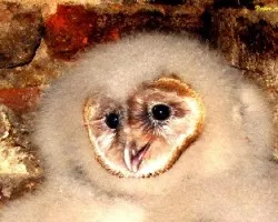 Tyto alba