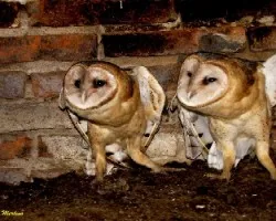 Tyto alba
